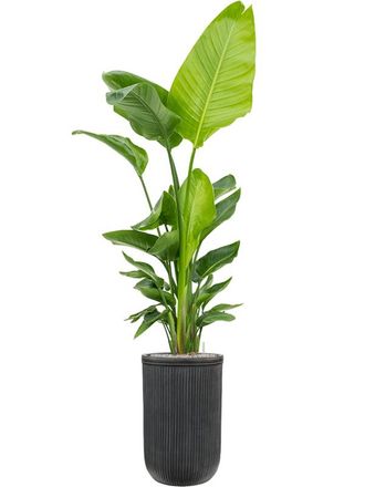 Baq Grosser In-/Outdoor Blumentopf Vertical Rib &oslash; 37 / H 57 cm, Anthrazit Archiviert