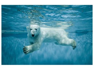 Schubiger M&ouml;bel Digitaldruck auf Acrylglas Eisb&auml;r