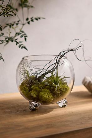 Terrain Elevated Fishbowl Terrarium