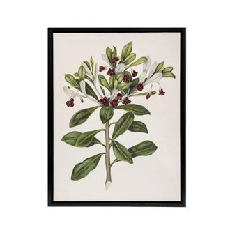 Artery8 New Zealand Kohuhu & Karo Plant Featon Framed Canvas Wall Art Print in Beige | Size: W24 x H32