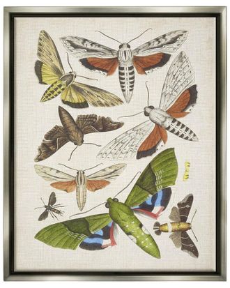 Stupell Industries Mixed Insects Moth Latin Studies By World Art Group Wall Art