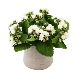 Creative Displays Inc. White Kalanchoe Floral Arrangement