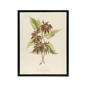Artery8 Vintage Botanical Boxelder Maple Leaves Fawcett Framed Canvas Wall Art in Beige | Size: W24 x H32