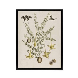 Artery8 Frutex Spinofus Flowers & Butterflies Catesby Framed Canvas Wall Art in Beige | Size: W24 x H32
