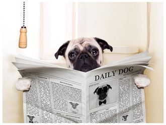 Schubiger M&ouml;bel Digitaldruck auf Glas Mops mit Zeitung