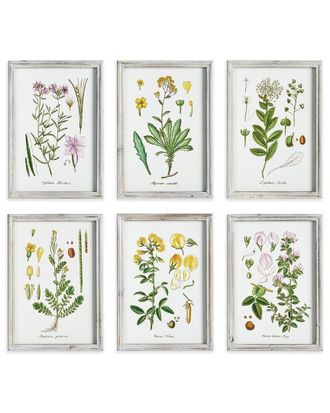 Napa Home & Garden Perennial Botanical Study Set