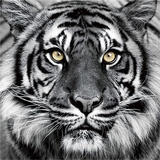 Schubiger M&ouml;bel Bild Tiger in Schwarz und Weiss