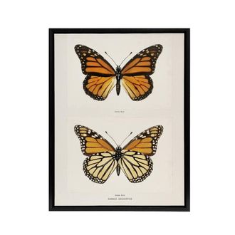 Artery8 Monarch Butterfly Vintage Illustration Denton Framed Canvas Wall Art in White | Size: W24 x H32