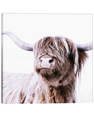iCanvas Icanvas Highland Cattle Frida I Square By Monika Strigel Wall Art