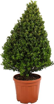 Kentis Bosso a Cono - Buxus Microphylla Faulkner - h 80-100 cm Vaso &oslash; 24 cm