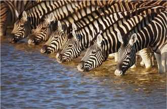 Schubiger M&ouml;bel Digitaldruck auf Acrylglas Zebras am Fluss