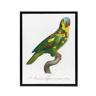 Artery8 The Turquoise Fronted Amazon Parrot Levaillant Framed Canvas Wall Art in White | Size: W24 x H32