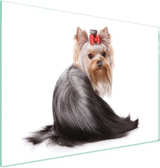 OEM Placa Protectora De Vidrio Para Estufa 70x52 Perro