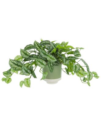 Creative Displays Inc. Scindapsus Plant In Ceramic Pot