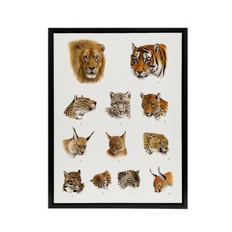 Artery8 Wild Animal Safari Big Cats Illustration Lydekker Framed Canvas Art in White | Size: W24 x H32
