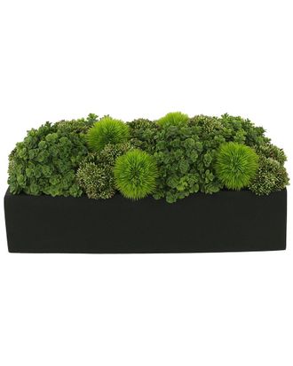 Creative Displays Inc. Sedum Arrangement In Rectangular Planter