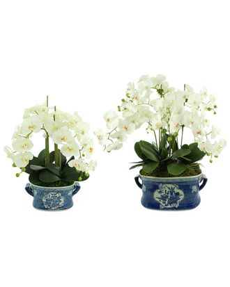 Creative Displays Inc. White Orchid Arrangements In Ceramic Vases