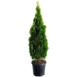 Kentis Thuja Smeraldo - Thuja Occidentalis Golden Smaragd - Piante Vere da Esterno Sempreverdi - h 125-150 cm Vaso &oslash; 28 cm