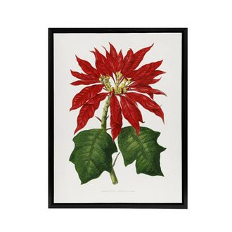 Artery8 AF Lydon B Fawcett Vintage Poinsettia Illustration Framed Canvas Art in White | Size: W24 x H32