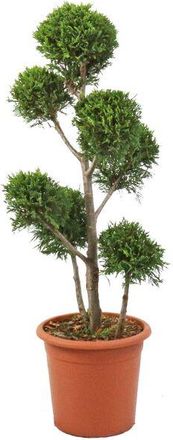 Kentis Kentis - Cipresso Pompon - Cupressocyparis Leylandii Castlewellan Gold - h 90-110 cm Vaso &oslash; 24 cm