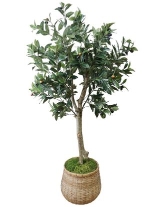 Creative Displays Inc. Olive Tree In Cement Pot Wrapped With Bamboo