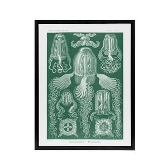 Artery8 Cubomedusae Jellyfish Species Haeckel Botanical Framed Canvas Wall Art in Green | Size: W24 x H32