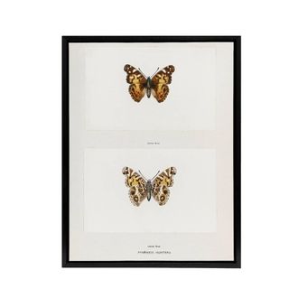 Artery8 Brazilian Lady Vintage Butterfly Artwork Denton Framed Canvas Wall Art in White | Size: W24 x H32