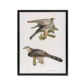 Artery8 James De Kay Pigeon Hawk & Coopers Hawk Framed Canvas Wall Art Print in White | Size: W24 x H32