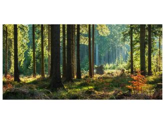 Schubiger M&ouml;bel Digitaldruck auf Glas Herbstwald