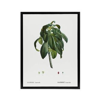 Artery8 Spurge Laurel Botanical Redoute Vintage Black Framed Canvas Wall Art in White | Size: W24 x H32