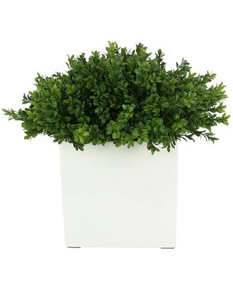 Creative Displays Inc. Boxwood In Square White Pot