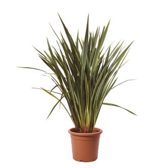 Kentis Kentis - Phormium Tenax Variegatum - Piante Da Esterno Sempreverdi - H 125-150 Cm Vaso &Oslash; 30 Cm