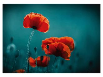 Schubiger M&ouml;bel Digitaldruck auf Acrylglas Mohnblumen 5