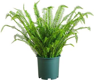Nearly Natural 3Ft Uv-Resistant Artificial Boston Fern Plant With Real Touch Leaves (Indoor/Outdoor)
