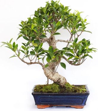 Kentis Kentis - Bonsai Ficus Microcarpa - Bonsai Ficus Retusa - h 40-50 cm Vaso &oslash; 25 cm