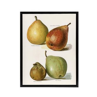 Artery8 Four Pear Varieties Vintage Illustration Wright Framed Canvas Wall Art in White | Size: W24 x H32