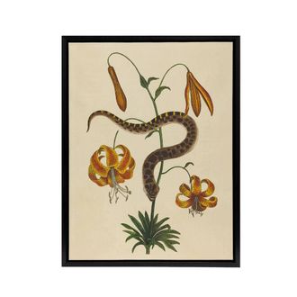 Artery8 Hog Nose Snake & Tiger Lily Mark Catesby Black Framed Canvas Art in Beige | Size: W24 x H32