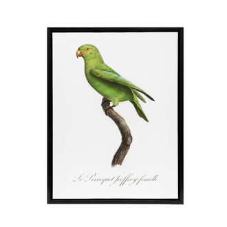 Artery8 The Red Cheeked Parakeet Francois Levaillant Framed Canvas Wall Art in White | Size: W24 x H32