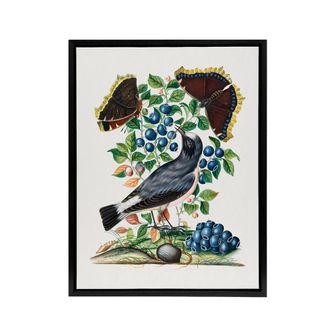 Artery8 Northern Wheatear & Mourning Cloak Bolton Black Framed Canvas Art | Size: W24 x H32