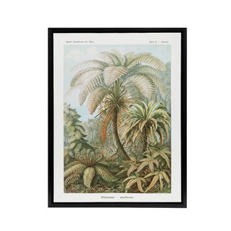 Artery8 Tropical Nature Filicinae Fern Plants Haeckel Framed Canvas Wall Art in Green | Size: W24 x H32