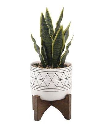 Flora Bunda 12In Snake Plant In Ceramic On Stand