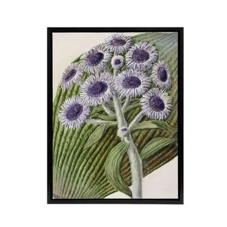 Artery8 New Zealand Antarctic Daisy Flowers Featon Framed Canvas Wall Art in Beige | Size: W24 x H32