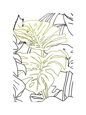 Komar Bild »Monstera Borsigiana« Natur 1 Stk. tlg. Wandbild zur Dekoration - ohne Rahmen