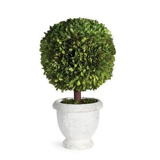 Napa Home & Garden Boxwood Single 11 Ball Topiary In Pot in Green at Nordstrom