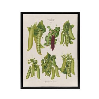 Artery8 Peas Kitchen Vintage Botanical Ernst Benary Framed Canvas Wall Art in White | Size: W24 x H32