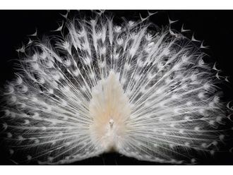 Schubiger M&ouml;bel Bildsystem Black + White