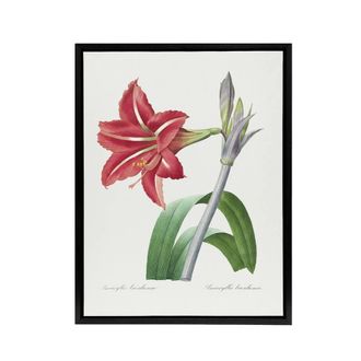 Artery8 Brazilian Amaryllis Flower Redoute Black Framed Canvas Wall Art in White | Size: W24 x H32