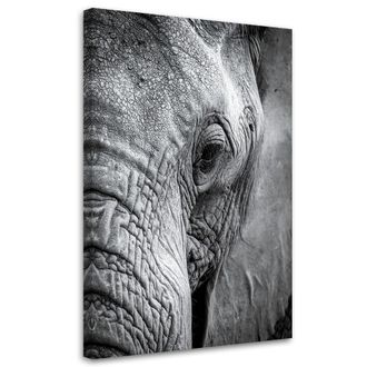 Feeby Cuadro Sobre Lienzo, Elefante Africano Blanco Y Negro, 80x120