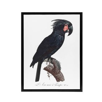 Artery8 Black Palm Cockatoo Parrot Levaillant Framed Canvas Wall Art Print in White | Size: W24 x H32