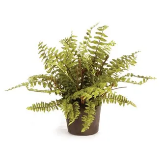 Napa Home & Garden Boston Fern Drop-In 12 in Green at Nordstrom